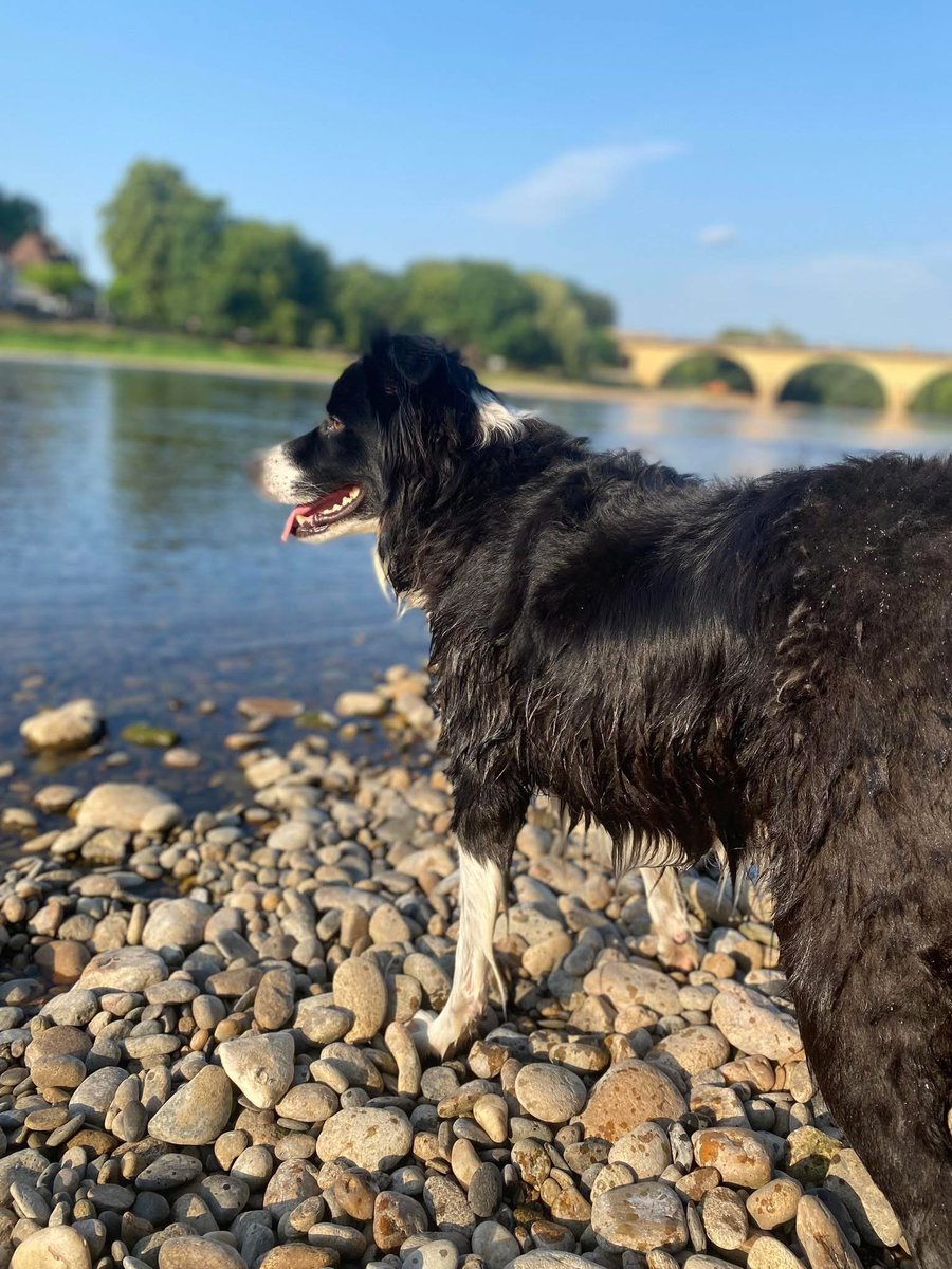 🆘16 NOV 2025 #Lost Rufus #ScanMe
Border Collie Male
Near Roeburnscar holiday cottage #Wray #LA2
#Lancaster #Lancashire
Out on a walk - walked from home but long walk far away from home. No sightings since.

What3Words - ///twirls.handlebar.give

doglost.co.uk/dog/200956