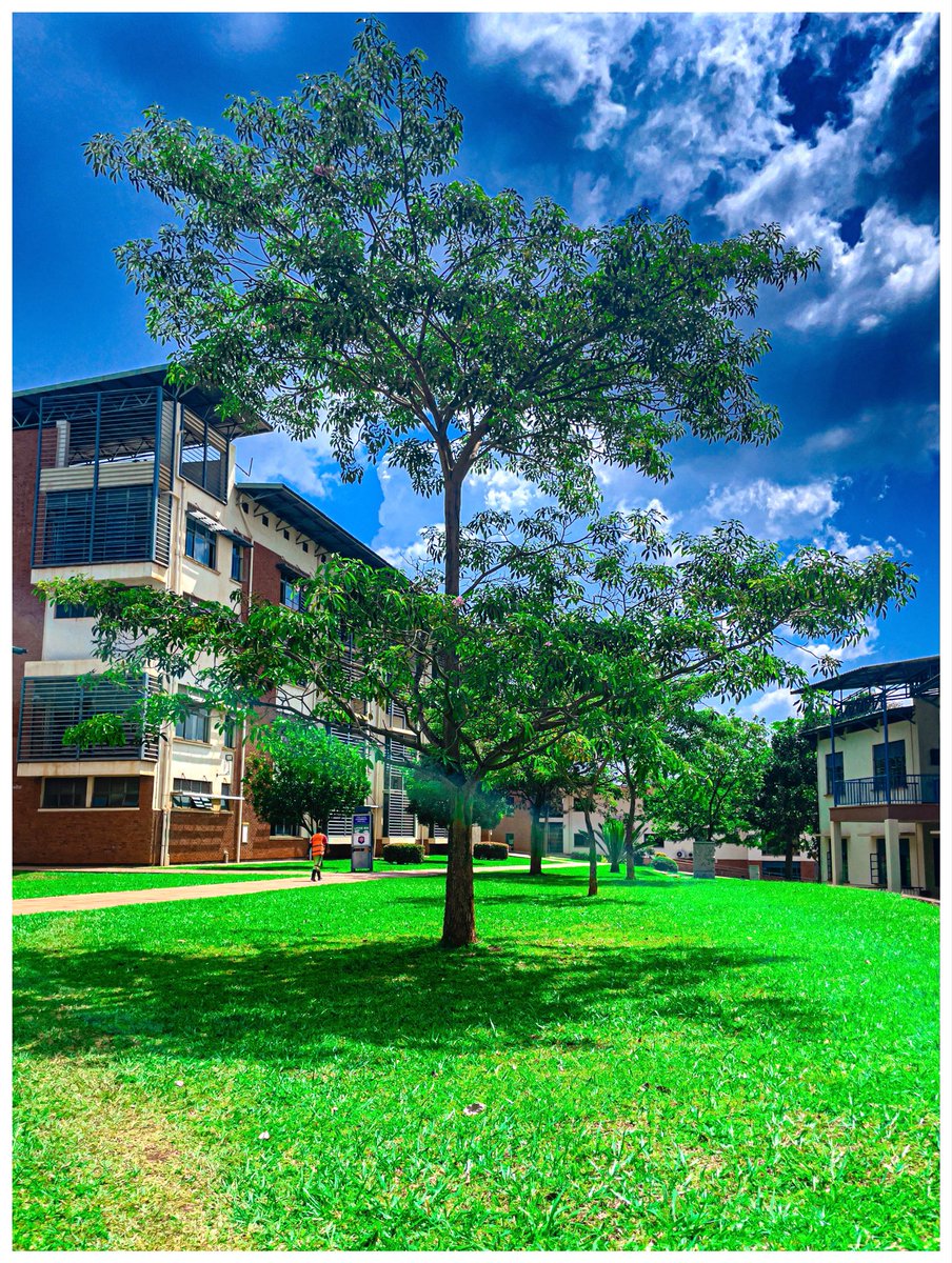 AmafekuZole's tweet image. #TreeClub 🌳