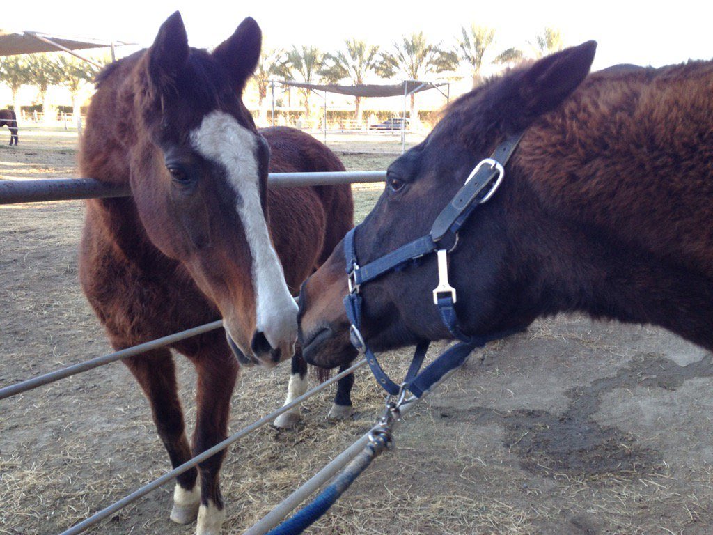 nikisuv's tweet image. @GloriousAllianc 

#DailyCornucopia 

I found the original in grabassery - gee, where do Surfer and Nileist get it from?!  😆