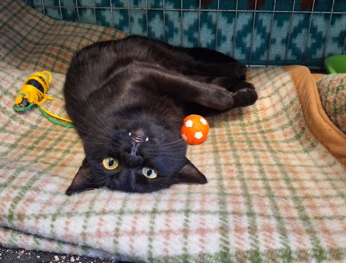 Gattile di Cuneo,La faccia buffa di Emma !
Si tratta di una gattina giovane buonissima,  abbandonata in un cantiere con i suoi piccolini....
Adesso che è rimasta senza cuccioli può essere adottata senza problemi! Brava,molto
tranquilla e adatta alla vita di casa. info 3491445712