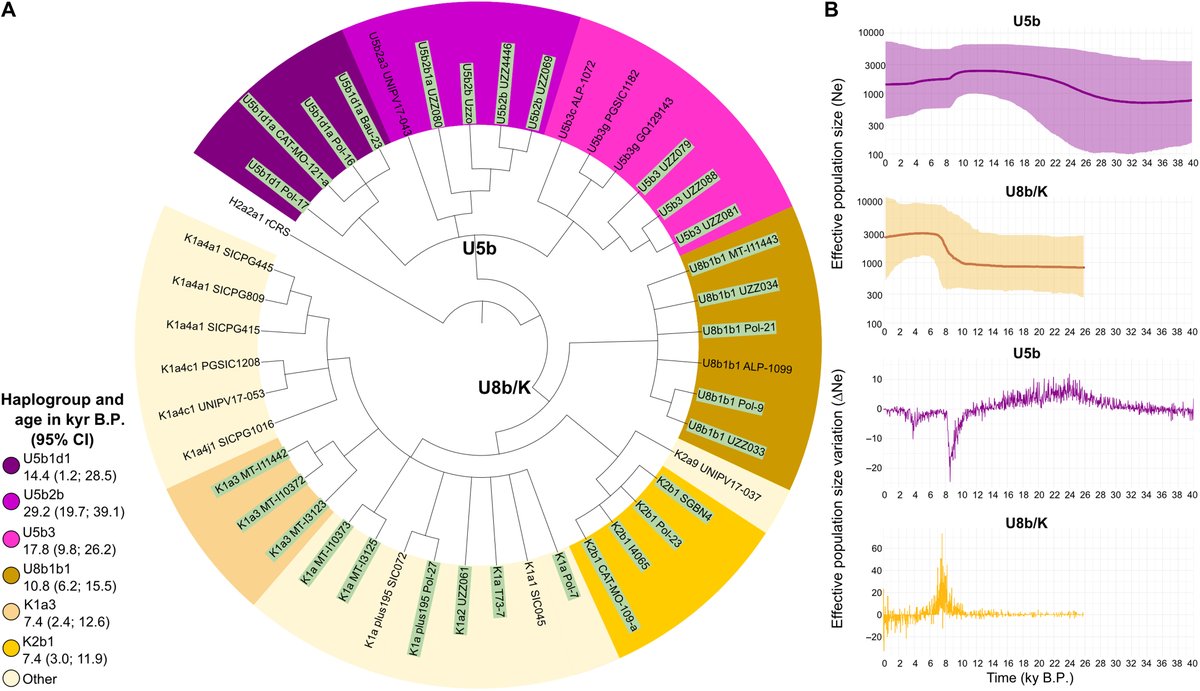 ScienceAdvances's tweet photo. A comparison of ancient and modern Sicilian mitogenomes shows the presence of paleolithic groups from western Eurasia and their replacement by neolithic farming groups, as well as migrations from Africa at different times since the Bronze Age. https://t.co/CXZ9Hy2R1o https://t.co/LvoJKV5kNM