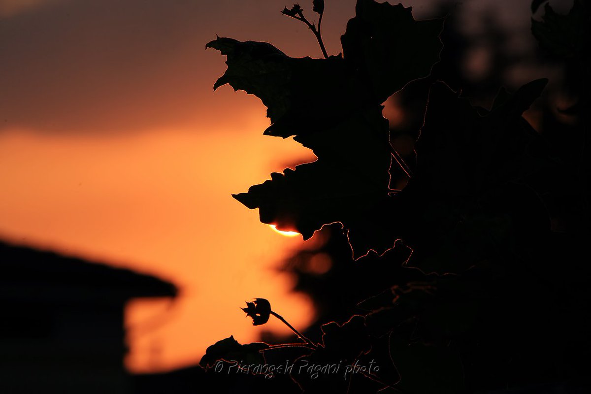 @ferrarisergio4 tweet media