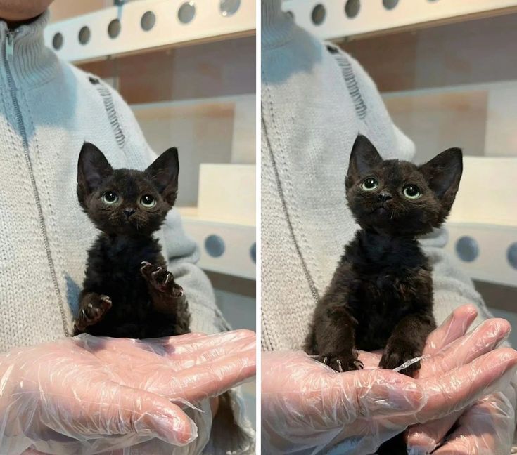 PostsOfCats's tweet image. 