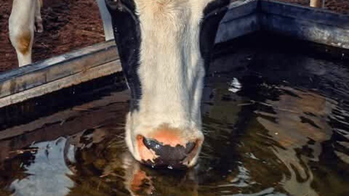 #EstrésCalórico ☀️ ¡En esta época del año, nos toca hablar del enemigo silencioso del verano!🌡
Este fenómeno impacta en todas las etapas del tambo: producción de leche, reproducción y salud general ⚠️🐄 
☝🏻️Por eso, entender cómo empieza es clave para poder prevenirlo 🔜