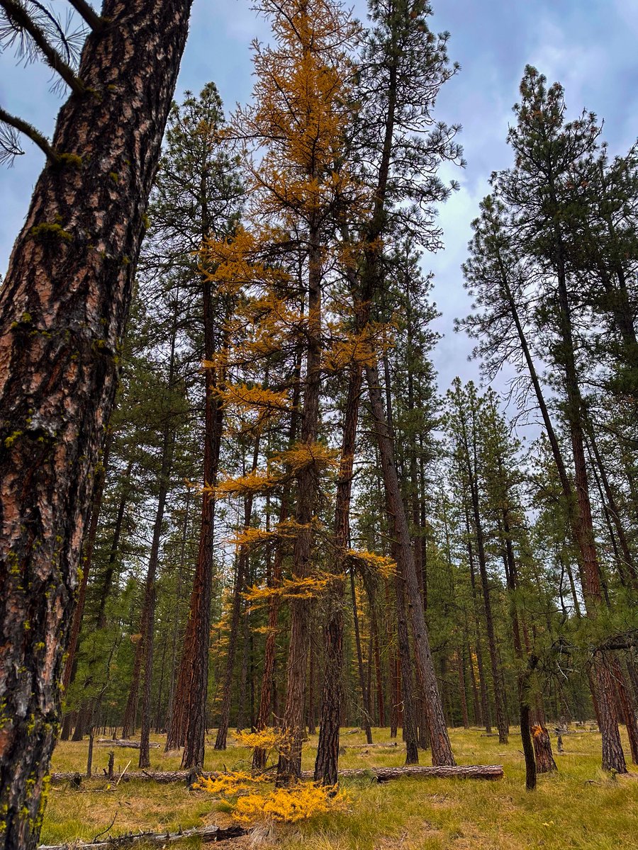 prairieguy2016's tweet image. Wandering the Montana forests… In a sea of conifer green there are spots of gold sticking out. The Larch trees… #wandering #larch #fall #montana