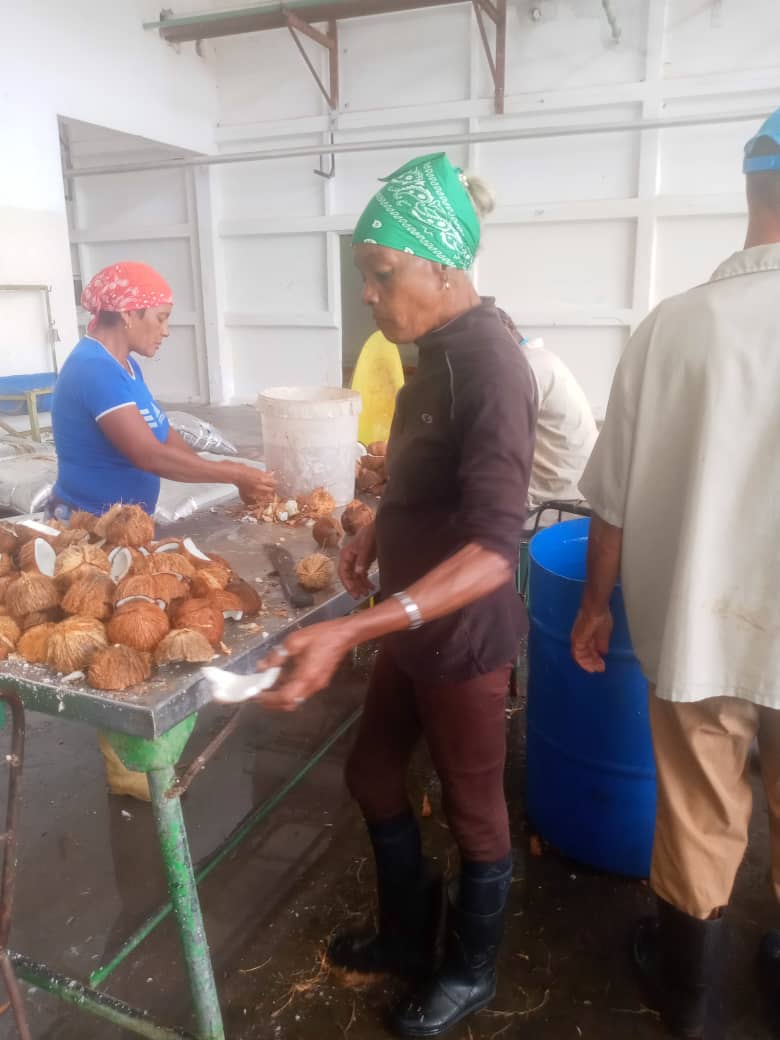 eterreroc's tweet image. Una nueva producción Cocada en la Empresa Agroindustrial
#IslaDeLaJuventud 
#SentirPinero
#PoderPopular