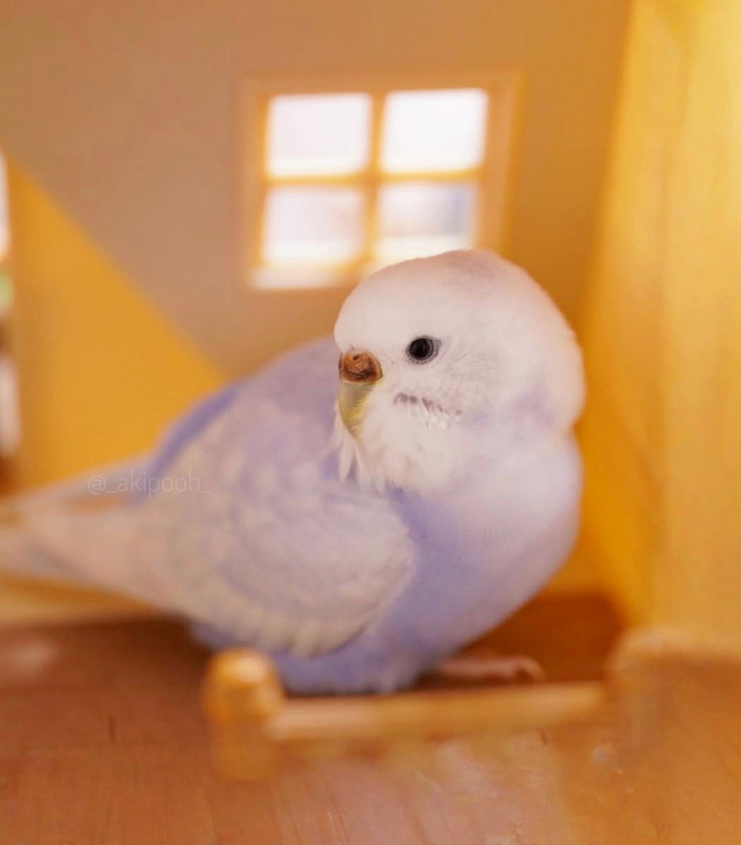 Mubişgiller (@mubisgiller) on Twitter photo 