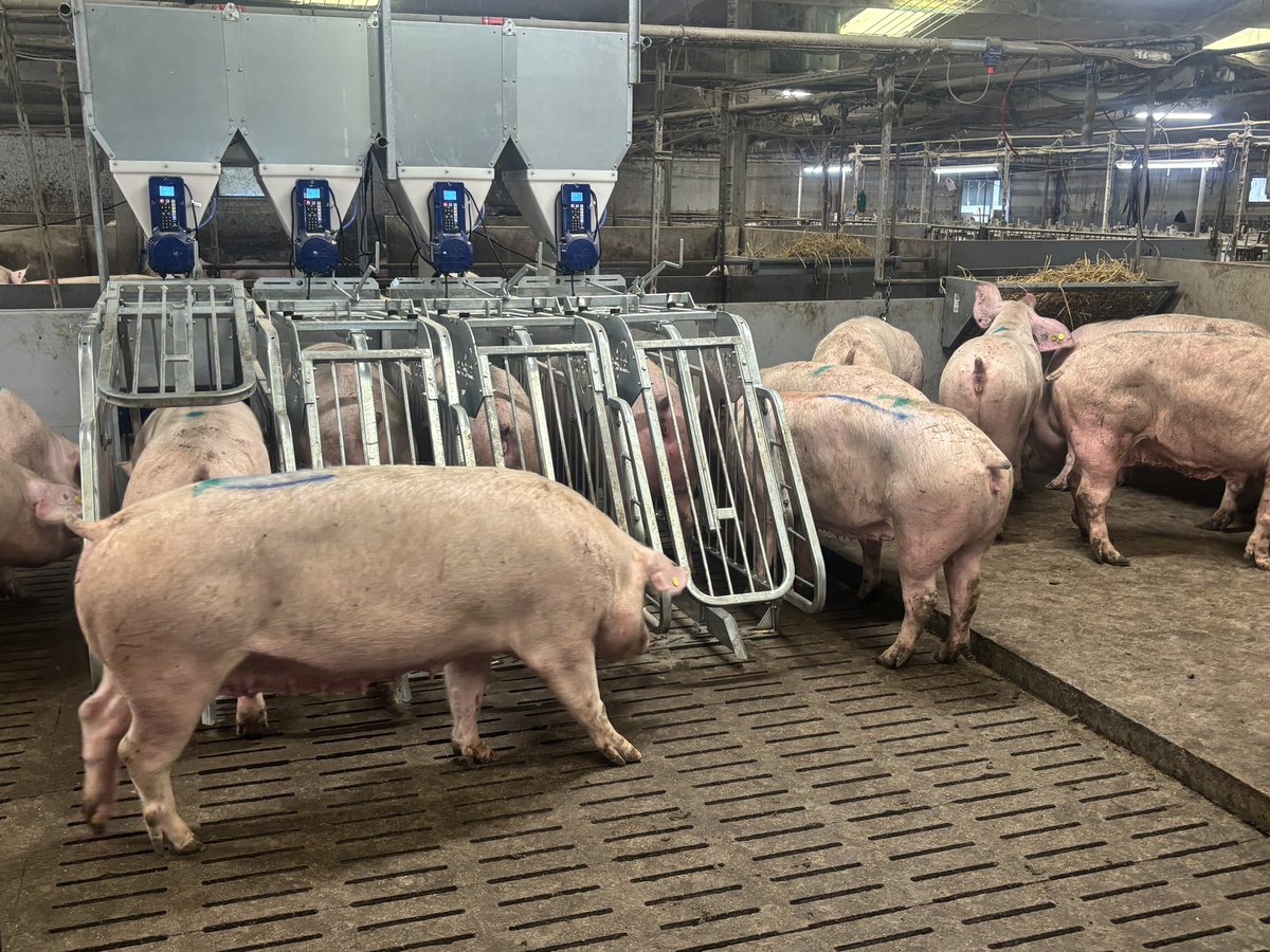 ShaneMcAuliffe1's tweet image. Sneak peek at our new @JygaTech_Gestal sow feeding system. About half the dry sow house currently converted 👍🏻👍🏻