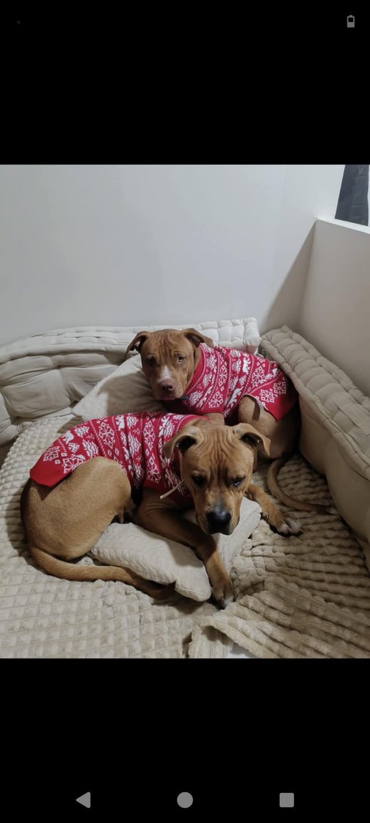 Desde que nacieron juntos y hoy buscan una familia para siempre aunque dudo que no terminen separados o en una perrera 💔 😢 😞
Quien velará para que no los separen y encuentren algo para siempre? 😢 💔 😢 😞
Copio :

ROMPIENDO CADENAS ⛓️ 

NOS PIDEN AYUDA 🆘🆘🆘

POR MOTIVOS