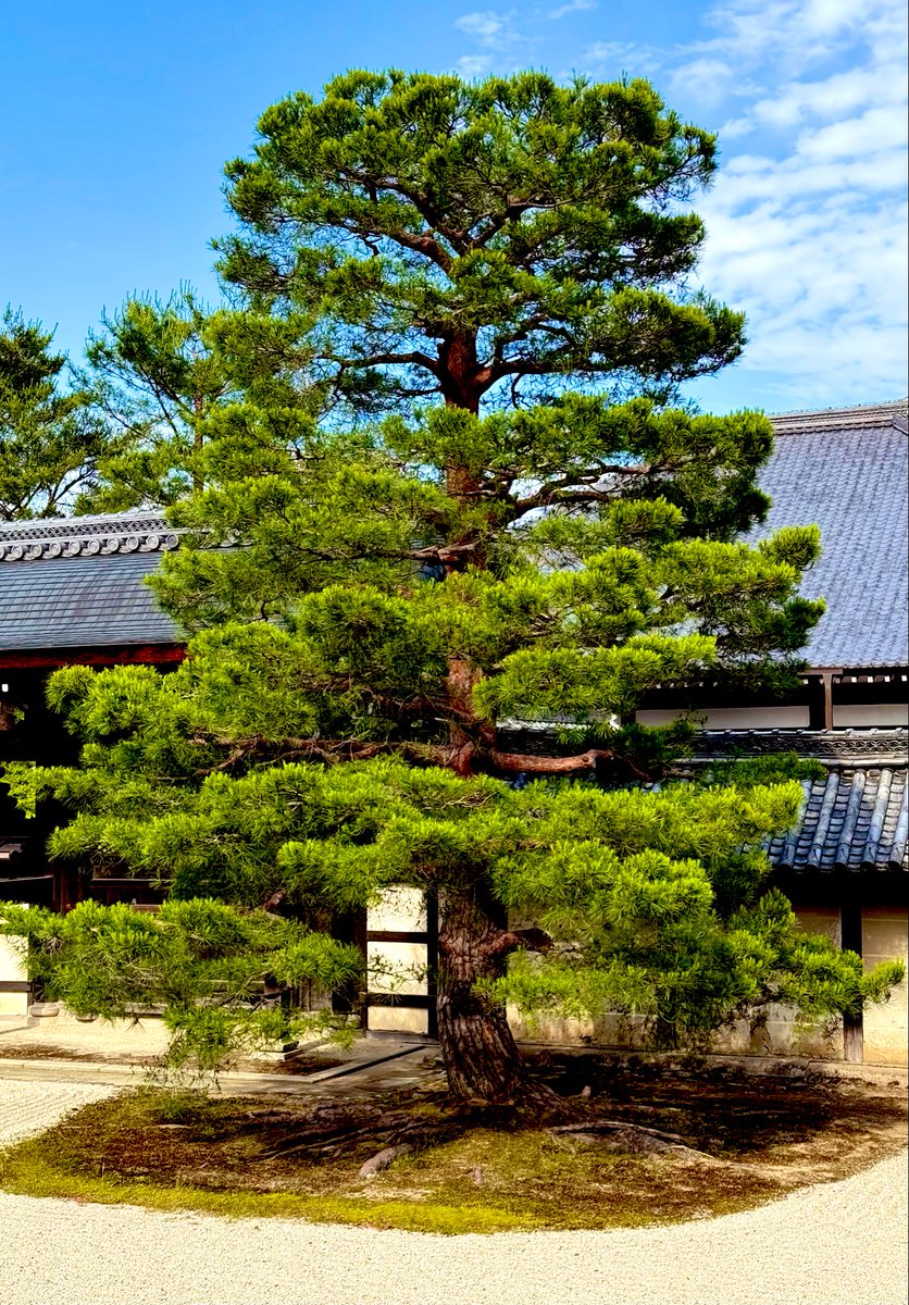 jjmmli's tweet image. 🌳 Tree time!
They stand tall, whisper in the wind, and paint the sky with their leaves.

Share your tree photos!