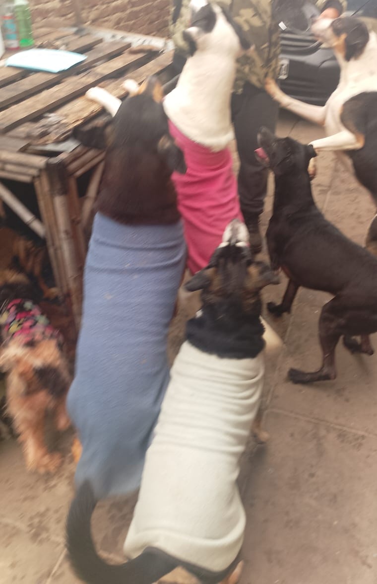 Estamos en emergencia 🚨 
FALTA COMIDA🆘
NO TENGO ALIMENTOS!
ES DESESPERANTE, por favor no los dejen solos 140 animales no tienen para comer ! AYUDA 🙏🙏
Cómo ayudar 👇 
📌ALIAS MISUPERAMIGOFIEL
📌ALIAS MISUPERAMIGOFIELOK.1