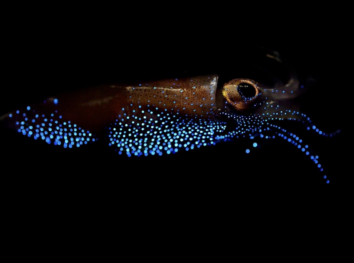 AgorapulseBeta's tweet photo. The firefly squid (Watasenia scintillans) is a small, deep-sea squid known for its dazzling bioluminescence. Found mainly in the waters around Japan, especially Toyama Bay, it uses special light-producing organs called photophores to glow blue. These lights help attract mates, confuse predators, and hunt prey. Each year from March to June, they gather in large numbers to spawn, creating an incredible glowing spectacle in the ocean. Their light show is so famous that it draws many tourists. Despite their tiny size, firefly squids are a brilliant example of nature’s bioluminescent wonders #squidfacts https://t.co/YkPHwLNVzR