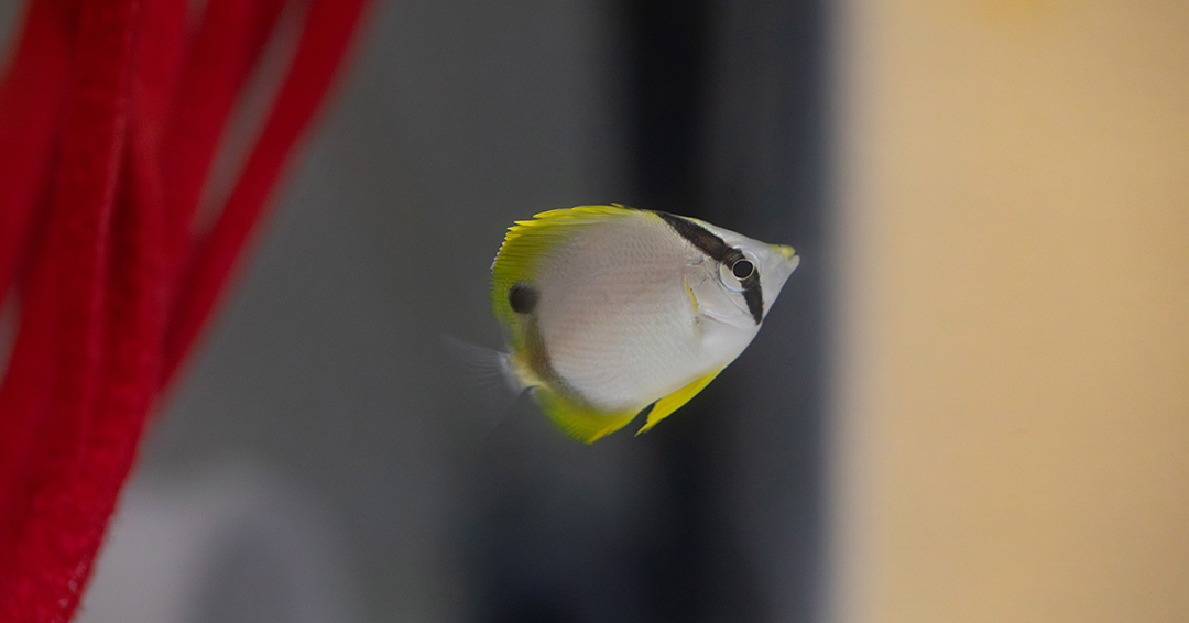 NEAQ's tweet image. Since 2016, Mike, our associate curator of aquatic collections, has been leading the Gulf Stream Orphan Project, tracking sightings of tropical fish in New England. 

Learn more: bit.ly/49ydTxv

#GulfStreamOrphans #GSOProject #Fieldwork #CitizenScience