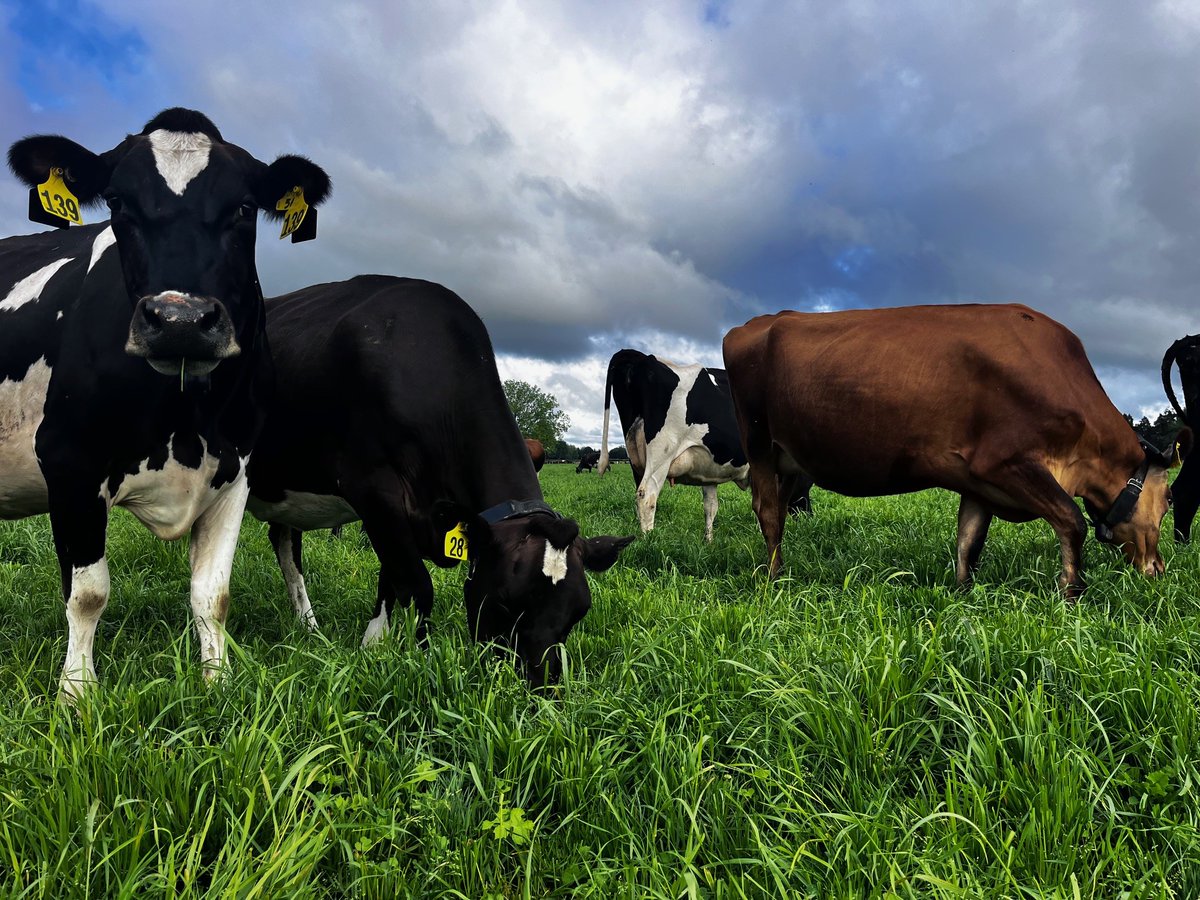 OwlFarmNZ tweet media