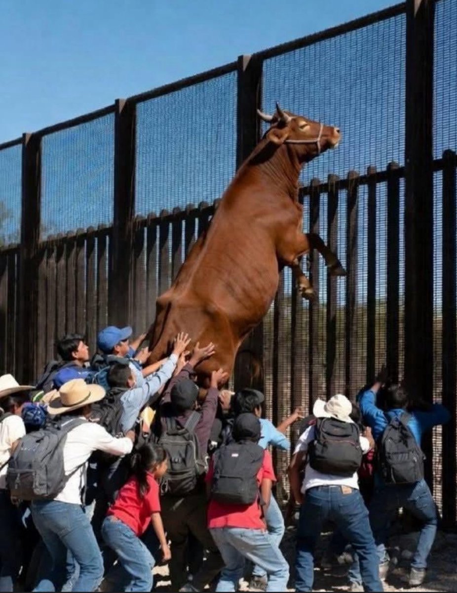 According to current administration, illegal immigrants are supposedly bringing over diseased cattle which has made beef prices out of control. Caught them red handed….