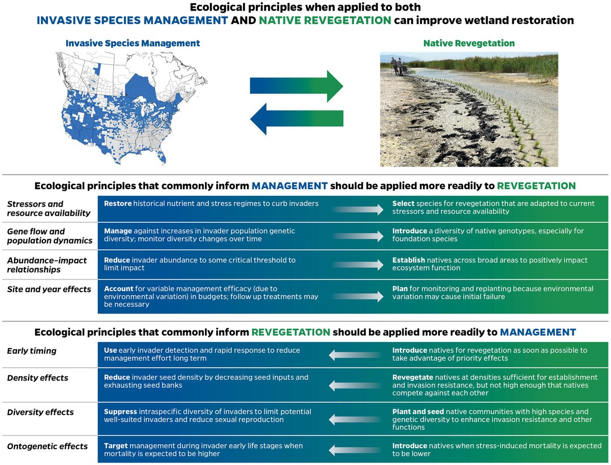 🌿 Managing invaders &amp; revegetating natives shouldn’t be separate steps. A new review calls for integrating both to boost restoration success—especially in wetlands, where persistent invasions meet unique challenges.
#SeedBasedRestoration

loom.ly/TpLNG80