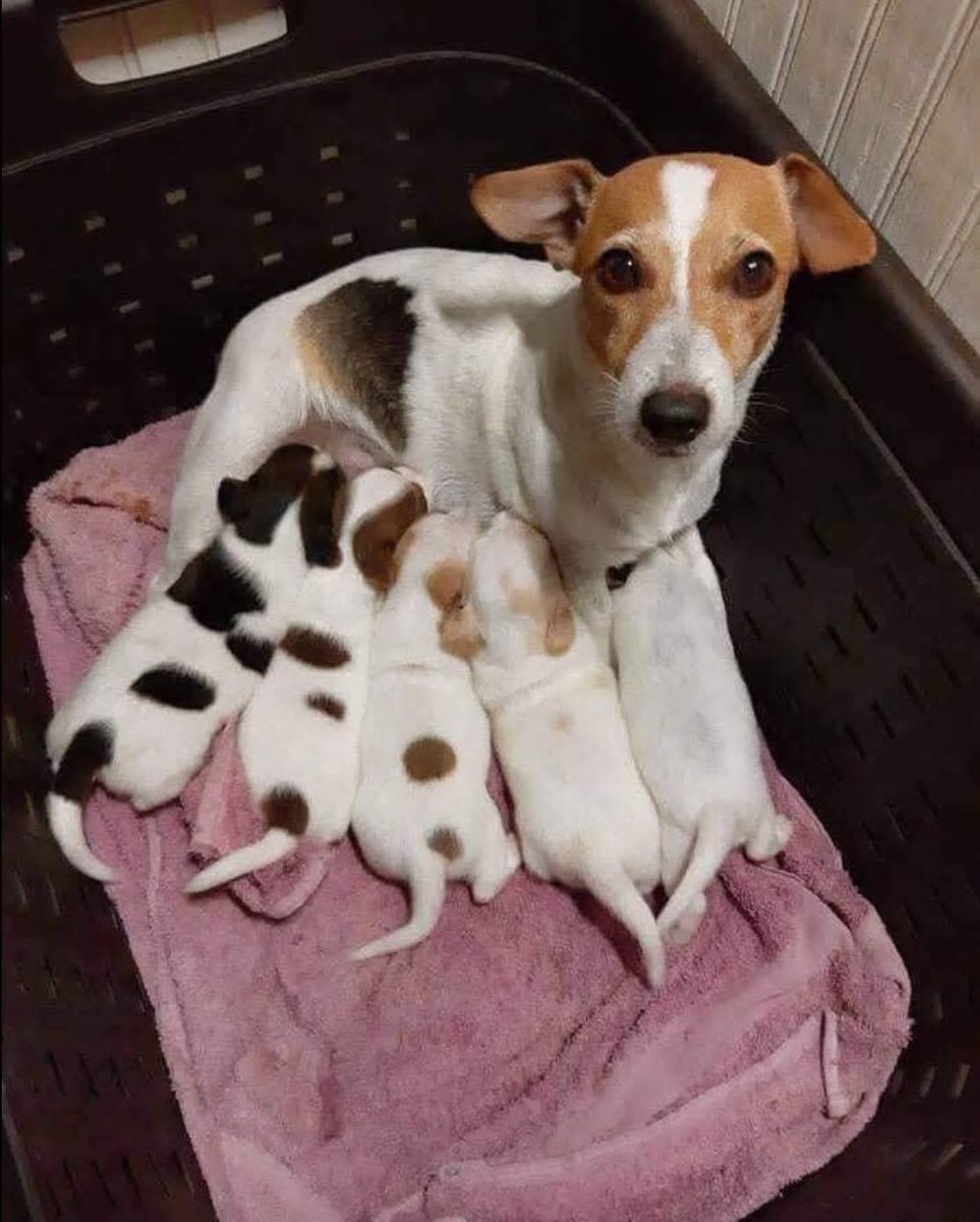 Se le acabó la tinta después del tercer cachorrito…