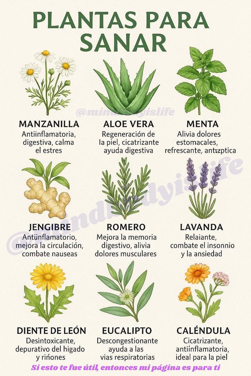 PLANTAS PARA SANAR🌱

🌼MANZANILLA — ANTIINFLAMATORIA, DIGESTIVA, CALMA EL ESTRÉS

🌿ALOE VERA — REGENERA LA PIEL, CICATRIZANTE Y AYUDA DIGESTIVA

🍃MENTA — ALIVIA DOLORES ESTOMACALES, REFRESCANTE Y ANTISÉPTICA

🫚JENGIBRE — ANTIINFLAMATORIO, MEJORA LA CIRCULACIÓN, COMBATE