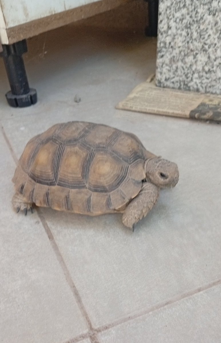 ttobiasdou's tweet image. chicos les cuento q yo de chiquito tenia una tortuguita q se llamaba Manuelita. Hace como 8 años desapareció y creo q hoy acaba de spawnear de nuevo en mi patio 🥹🥹🥹🥹