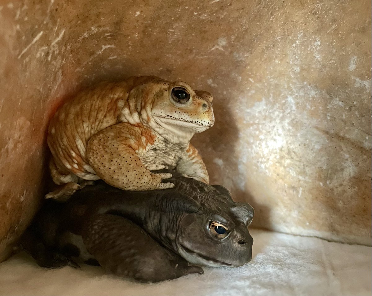 gurigurayukii's tweet image. 僕はデンちゃんに乗るんだ！ｷﾘｯ！