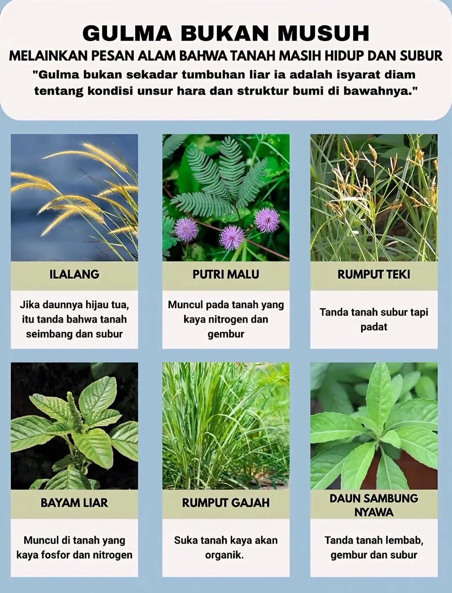 Excel_Dee's tweet image. Selamat pagi....
Banyak yang menganggap gulma sebagai musuh tanaman, padahal kehadirannya sering menjadi bahasa alam yang memberi tahu kita tentang kondisi tanah.
Bbrpa contoh gulma dan pesan yang dibawanya:
• Ilalang
Daunnya hijau tua menandakan tanah relatif subur dan unsur…