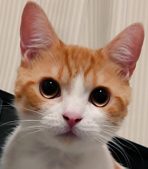 おちゃまる (@ochamarusan0126) / Posts / X