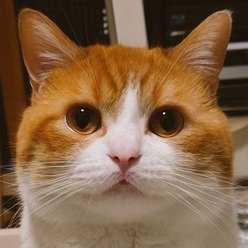 おちゃまる おちゃまる (@ochamarusan0126) / Posts / X