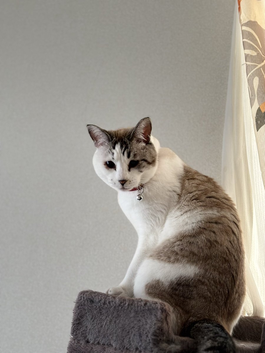 FuFuFu88Fu's tweet image. どーしたかﾆｬﾝ??

 #ねこ  #猫  #cat
  #猫かわいい