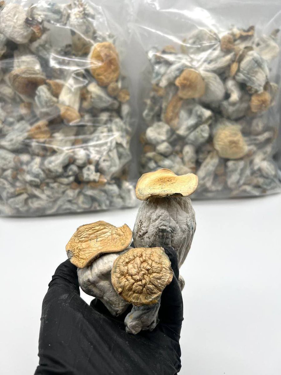 dallastraphous's tweet image. OG STRAINS 🔥 MUSHROOM 🍄  SMACKING THE HELL OUT ALL PRICES LIKE IRON MIKE TYSON 🥊 . TAPIN AND BE THE FIRST IN YOUR CITY 🌃 W EM ⛲ PLUG 🔌 YOUR WHOLE SET ♨️♨️♨️ LET’S TALK NUMBERS📲t.me/Mr_Mosthigh

 #dallasplug #dfwarea #dfw #dallasweed #irvingplug #friscoplug…