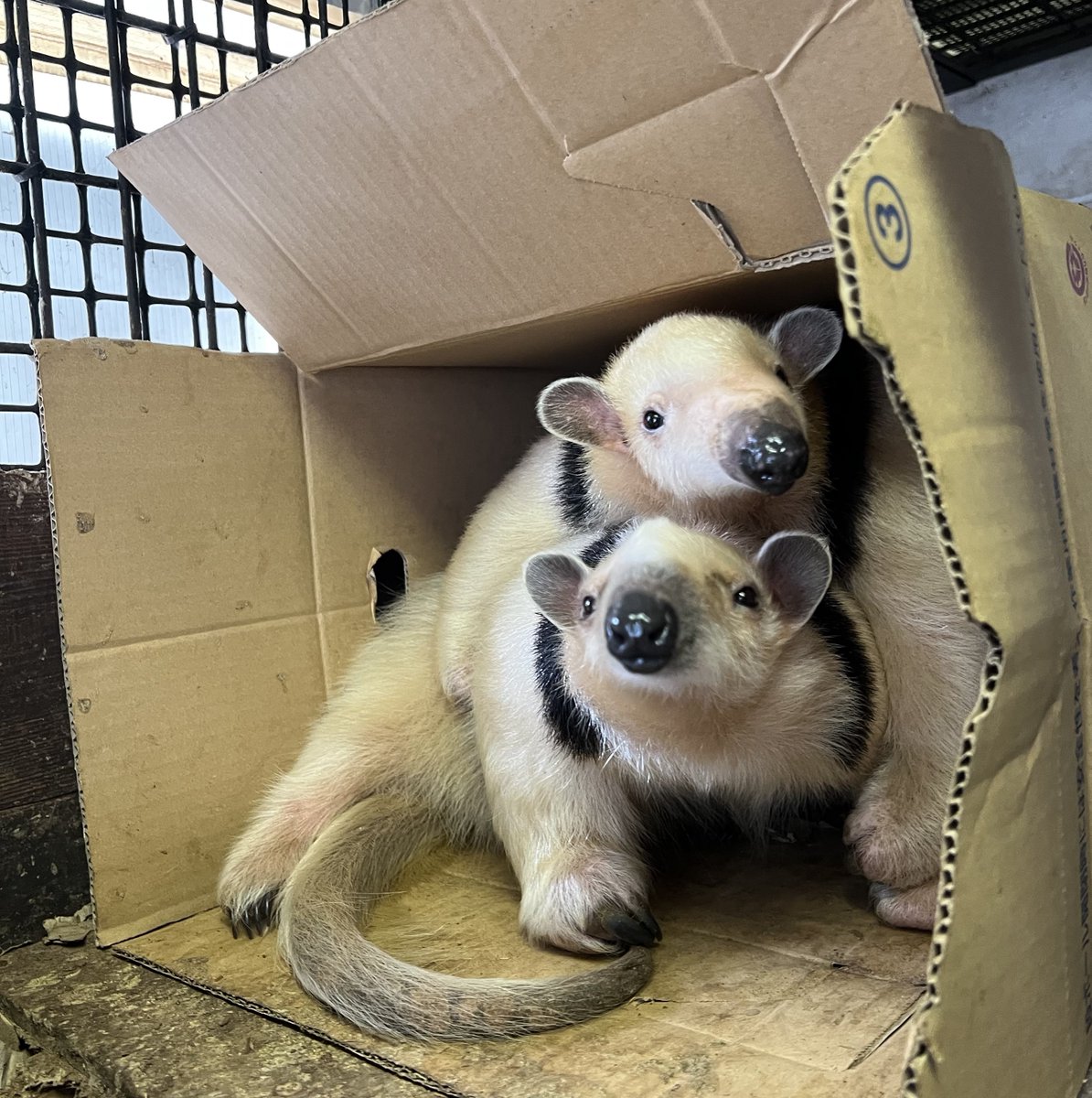 本日、11月19日は #世界アリクイの日です✨（※当園公式ホームページにて世界アリクイの日の日付に誤りがございました。申し訳ございません。）

段ボールで仲良く眠っていた、#ミナミコアリクイ の #アン と #このは。中の様子を伺うと二頭はもぞもぞと動き、ぴったり重なり合う体勢になりました。