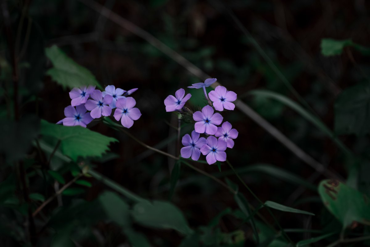 laketherapypics's tweet image. “It’s giving main character energy.”
Soft, bold, and a little mysterious.
#PlantMood #NatureLeadRole #DramaticFlora