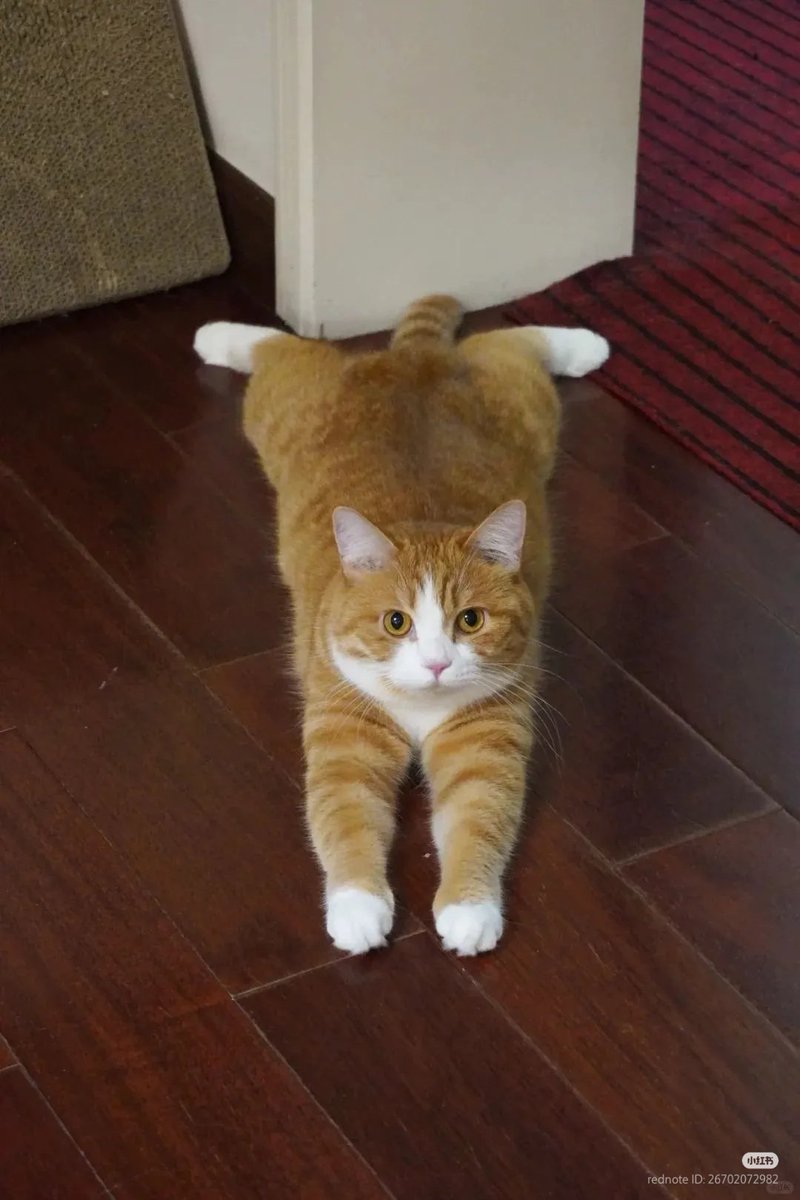 splooting