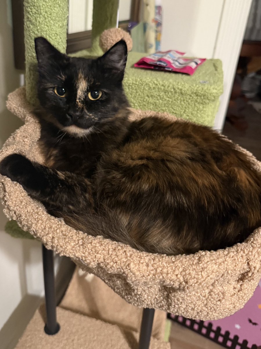 I know everyone thinks this about their pets, but I’m convinced my cat could be a model