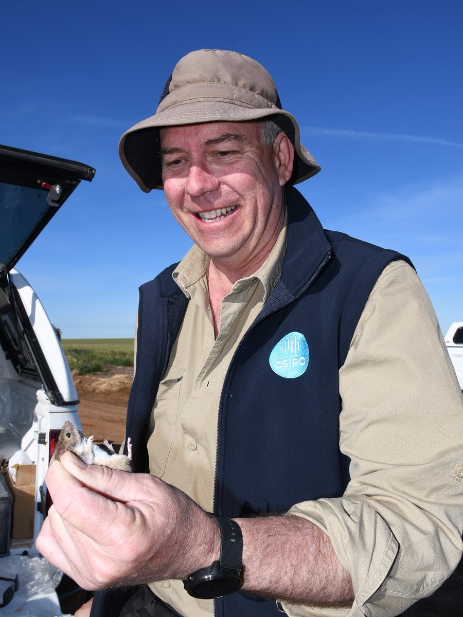theGRDC's tweet image. Higher mouse detections in parts of SA &amp;amp; Vic mean early summer management is critical.

✔ minimise harvest losses
✔ monitor activity through summer
✔ consider strategic baiting

Act now to reduce risk ahead of 2026 seeding.

Read more: bit.ly/4r8ozvu

#MouseManagement…
