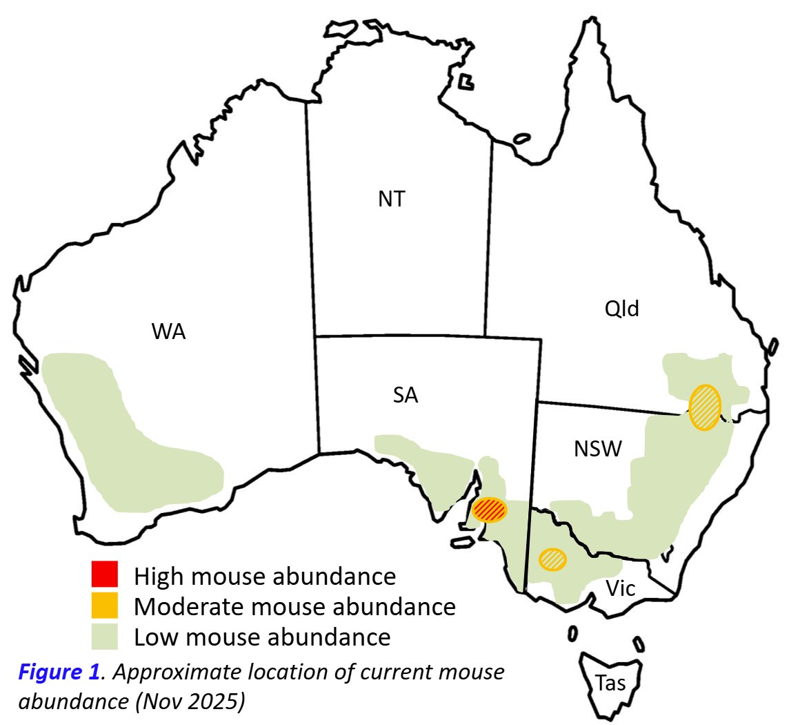 theGRDC's tweet image. Higher mouse detections in parts of SA &amp;amp; Vic mean early summer management is critical.

✔ minimise harvest losses
✔ monitor activity through summer
✔ consider strategic baiting

Act now to reduce risk ahead of 2026 seeding.

Read more: bit.ly/4r8ozvu

#MouseManagement…