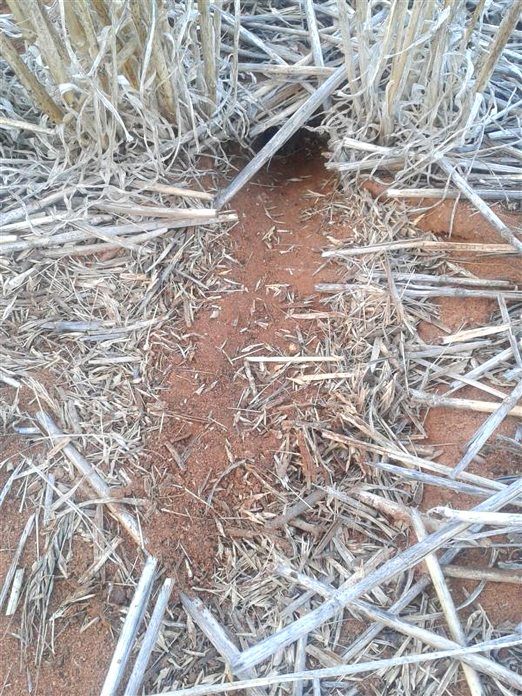 theGRDC's tweet image. Higher mouse detections in parts of SA &amp;amp; Vic mean early summer management is critical.

✔ minimise harvest losses
✔ monitor activity through summer
✔ consider strategic baiting

Act now to reduce risk ahead of 2026 seeding.

Read more: bit.ly/4r8ozvu

#MouseManagement…