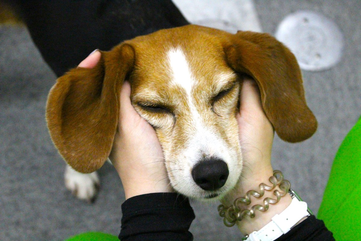 むぎゅ～🐶💕
#トコジラミ探知犬ララ #モチモチお肌💕