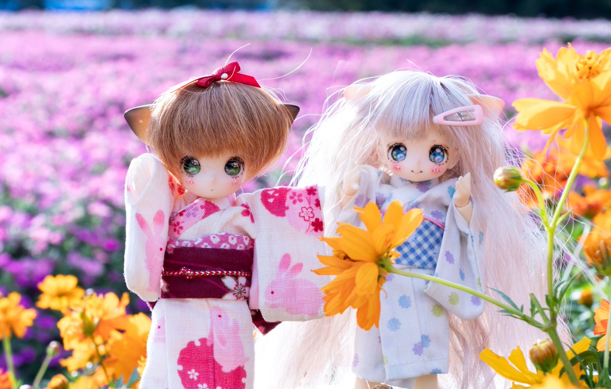 ccsakura19966's tweet image. 10.2　なばなの里  

#お華着　#うちゅの玉手箱    #花かごの小部屋

にゃー🌸
にゃー🌸

 今年のコスモスはこれ一枚 
うっかりしてたら季節が変わってました 

  10月13日まで30℃超え
いきなり冬が来るんだもんなあー