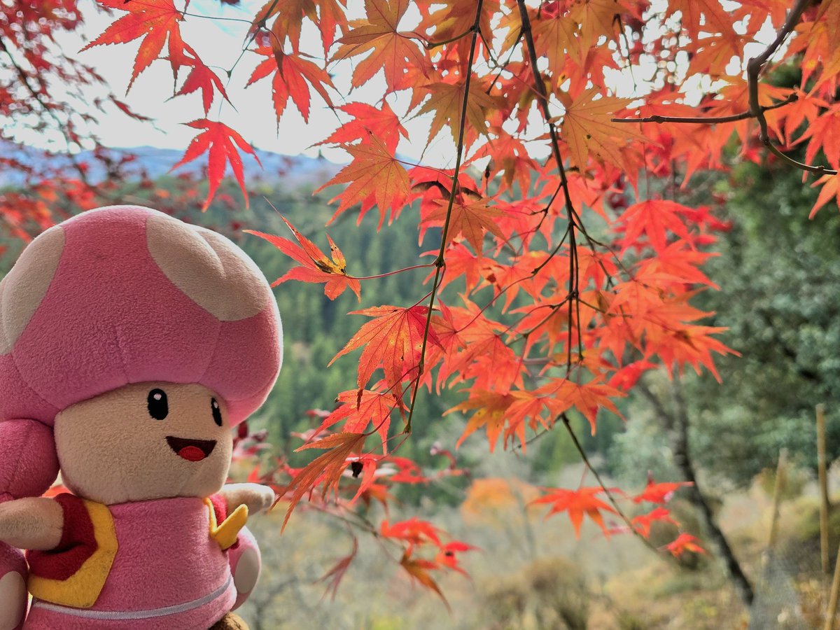hosoki_X1's tweet image. 奥多摩の紅葉🍁
今年も紅葉ぬい撮り出来て良かった✌️
#紅葉 #ぬい活 #toad #toadette