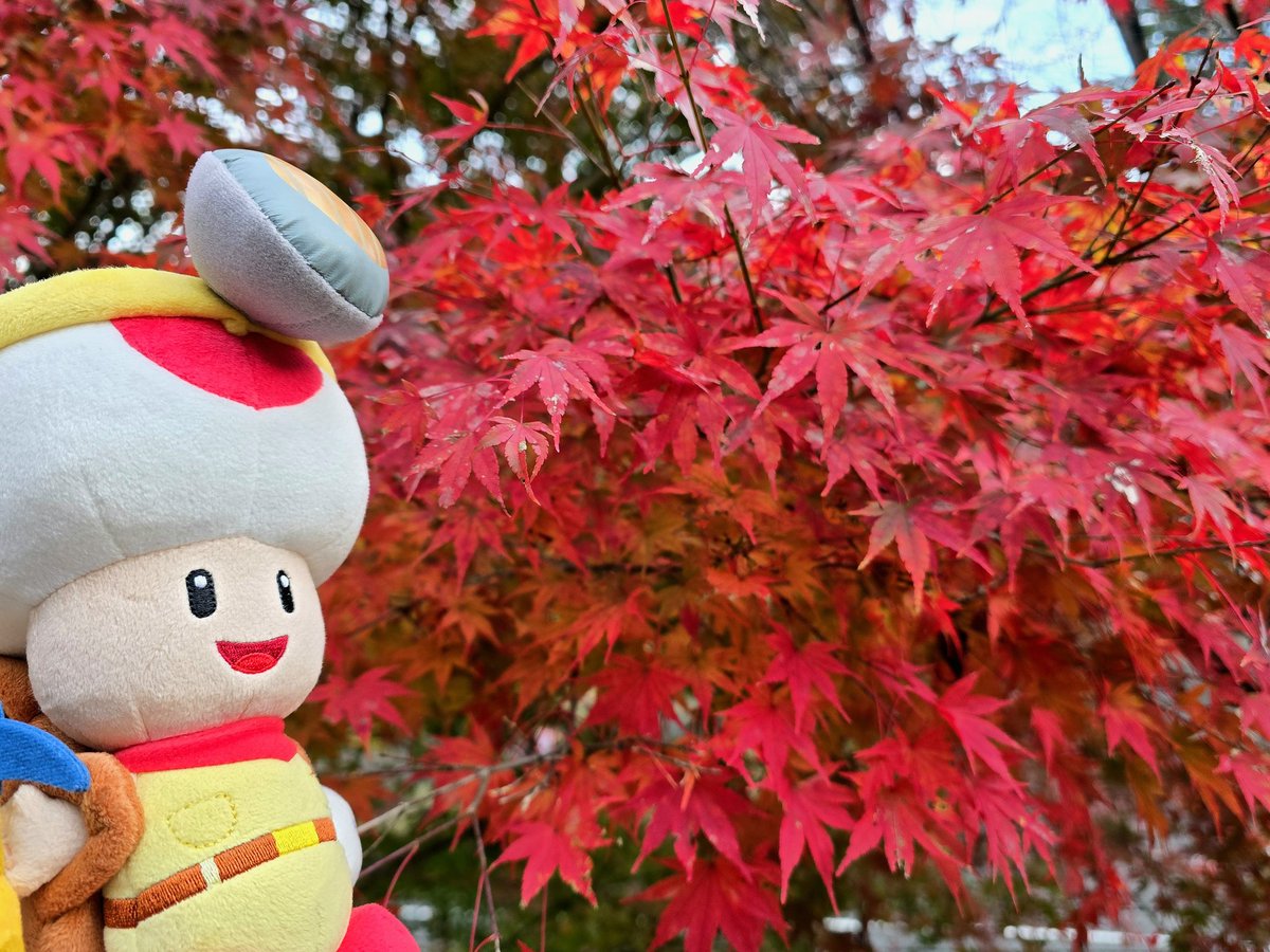 hosoki_X1's tweet image. 奥多摩の紅葉🍁
今年も紅葉ぬい撮り出来て良かった✌️
#紅葉 #ぬい活 #toad #toadette