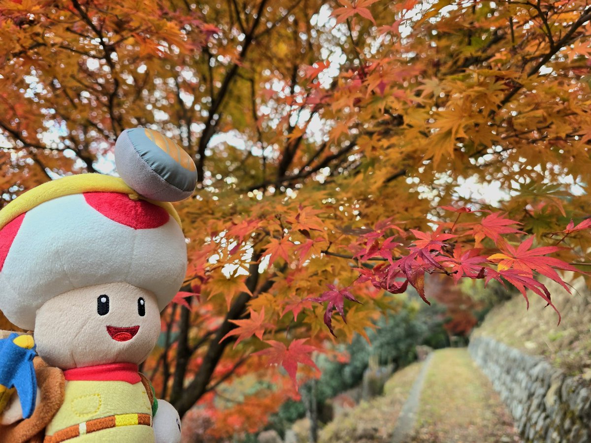 hosoki_X1's tweet image. 奥多摩の紅葉🍁
今年も紅葉ぬい撮り出来て良かった✌️
#紅葉 #ぬい活 #toad #toadette