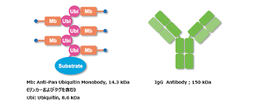 CosmoBio_JPN's tweet image. 📢特異的免疫沈降や免疫染色に！
ユビキチン抗体（モノボディ）

ユビキチン単量体と
モノ／ポリ-ユビキチン化タンパク質をしっかり認識🔍
従来のモノクローナル抗体よりも高性能👏✨
さらに、専用IPサポートキットも新発売🎉

✅高い親和性（Kd = 0.88 nM）…