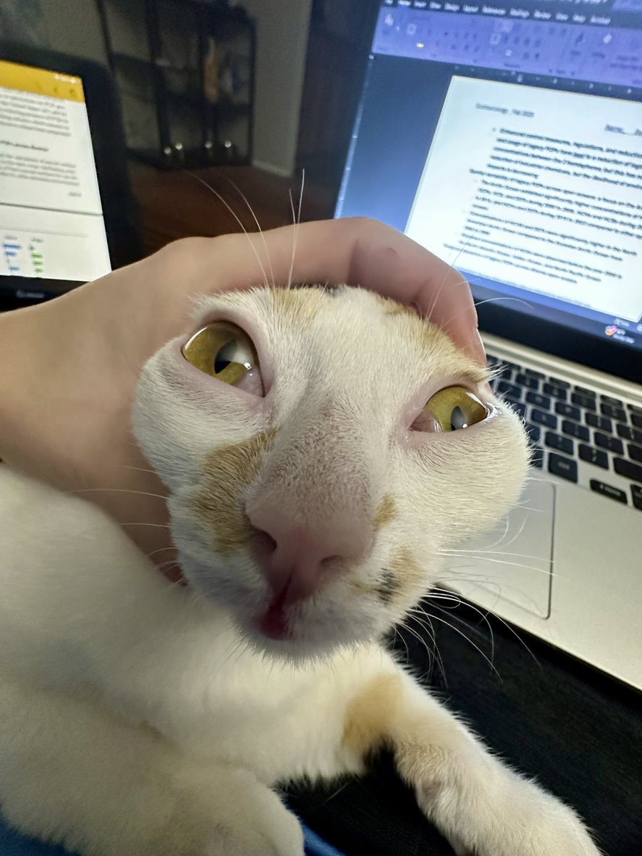 KiwiCat0703's tweet image. Kiwi is doing it like it’s never been done before