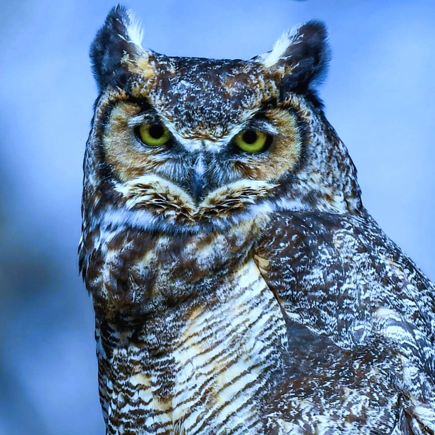 JadeS_960's tweet image. Day49
#pcap #owl

Debating if change it into weekly owl pcap or sth...anyway there&apos;s today&apos;s :3