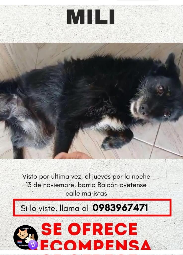 Atención zona del barrio  Balcón Ovetense,  si le viste por favor avisa a su Familia.  Les agradezco mucho si comparten.