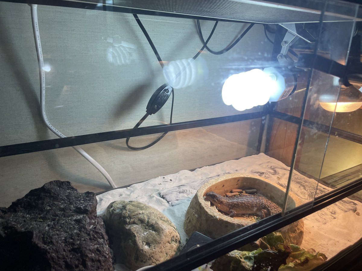 我が家のストケスイワトカゲ🦎　風呂かっ笑

＃単独飼育中