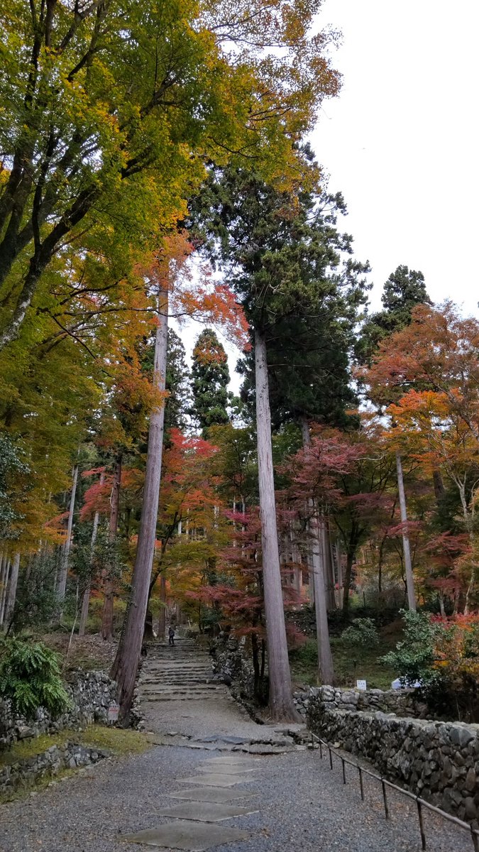Kmuto901's tweet photo. 鳥居のような杉の木
北山杉の地なだけに、とにかく手入れされた木が美しい。物語もこのあたりを念頭に入れています(*^^*)

#京都高雄
#高山寺 https://t.co/z5QCLEOHI0