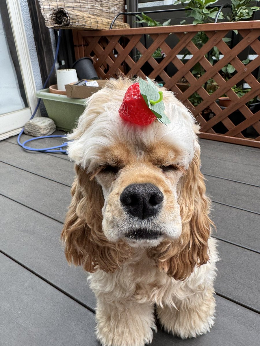 メルモ様 1628］ 夢工房ハイライト ふしぎなメルモ 1/4キャストキット（成人