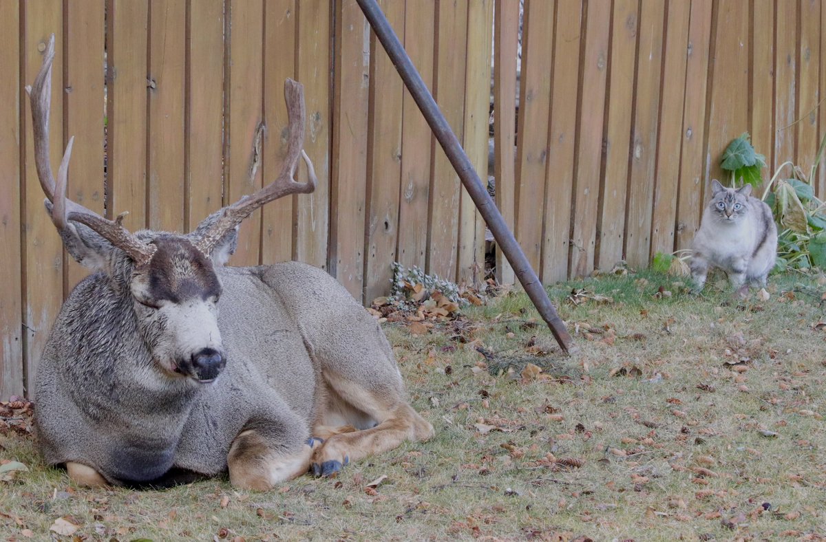 Not my cat, but it gave me a laugh. Sunday while buck was having a nap in our yard. We have a big cat problem in our Calgary neighborhood despite bylaw of ‘no cats outside’ to freely roam. They do kill birds &amp; squirrels &amp; that’s not cool. Buck didn’t acknowledge it 🤣