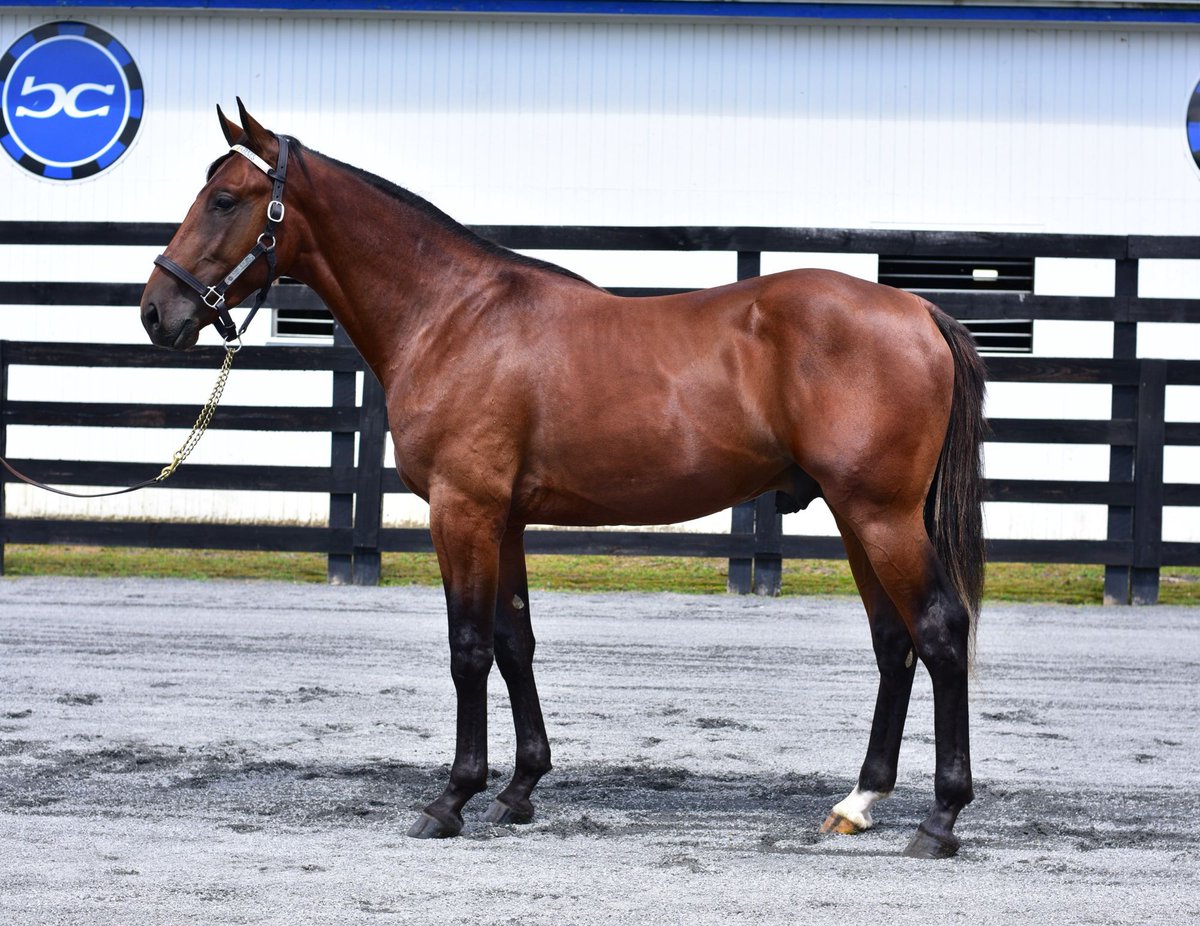 He won again! 

This time it was leg 2 of the NJ Standardbred Development Fund in 1:51.3 🔥

𝐀𝐳𝐫𝐚𝐞𝐥 𝐁𝐥𝐮𝐞 𝐂𝐡𝐢𝐩 is Blue Chip-bred, raised, and sold!